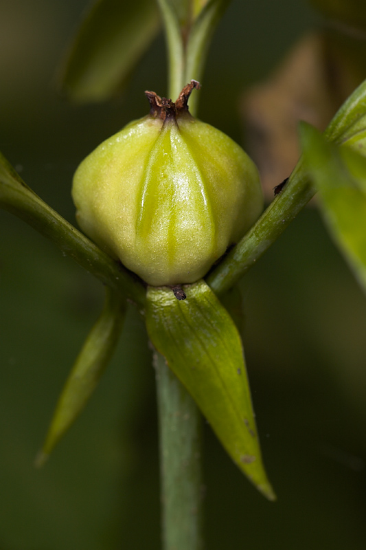 Prairie Trillium Seed Pod