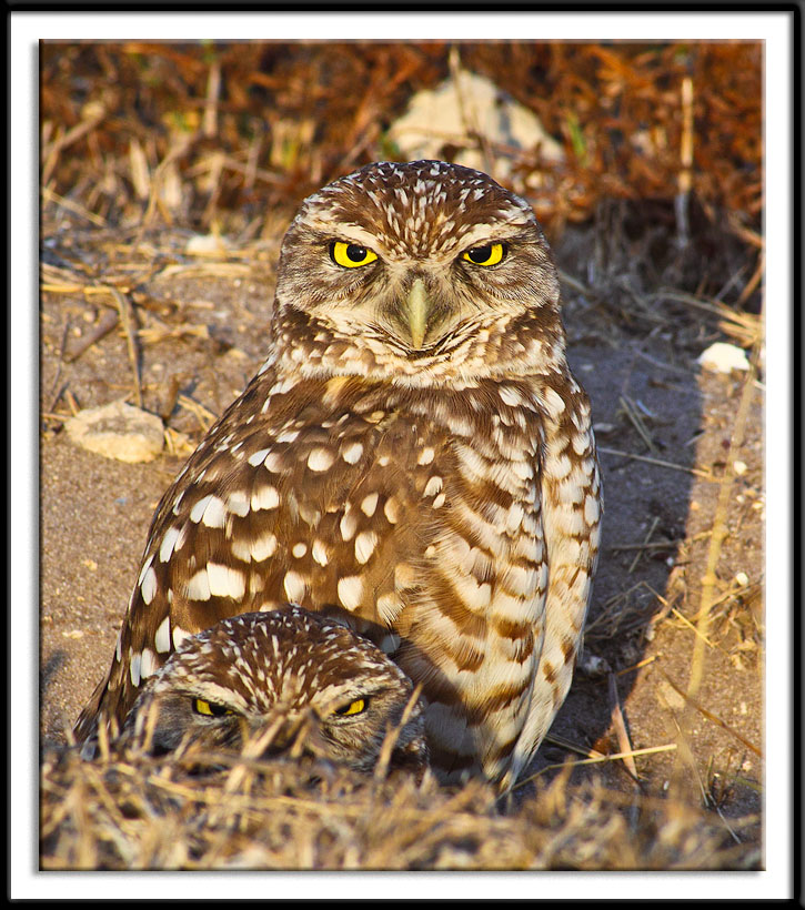 Burrowing Owls