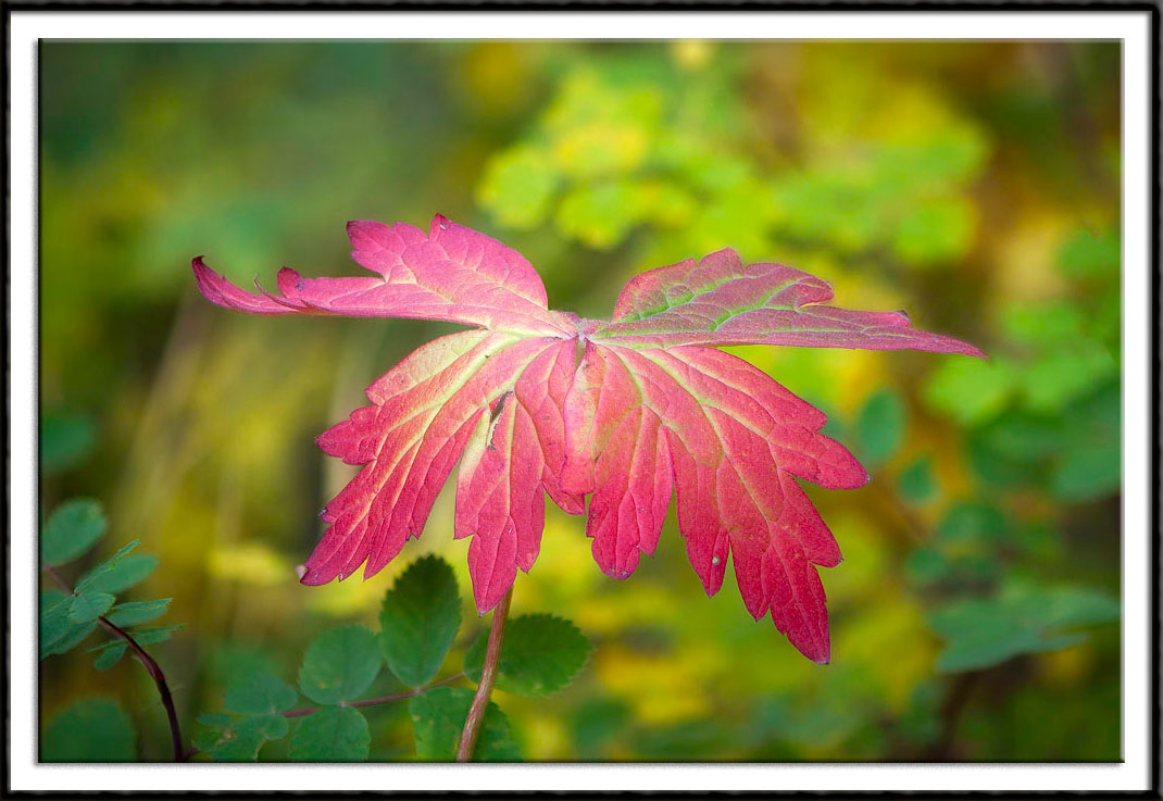 Autumn Macro