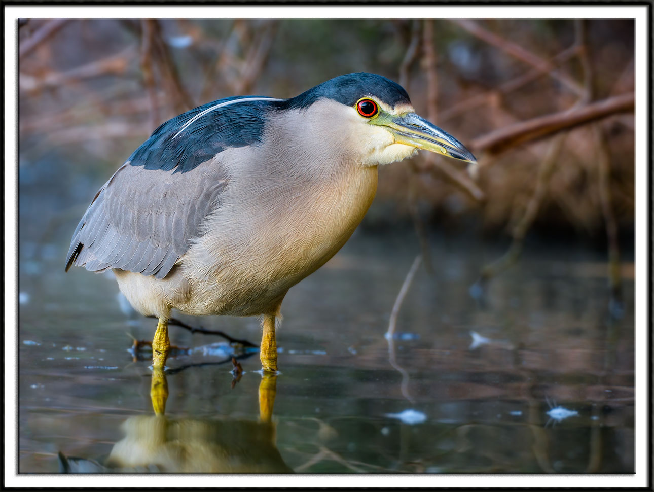 Black-Crowned Night Heron