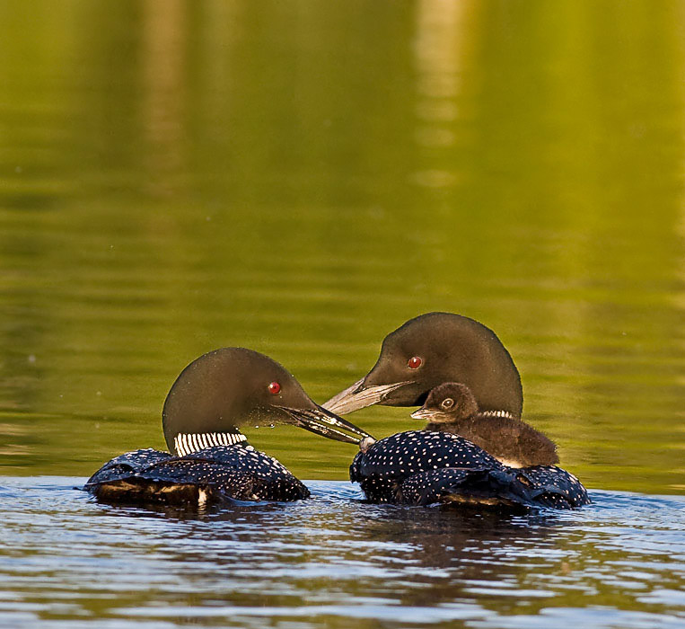 Feeding Junior