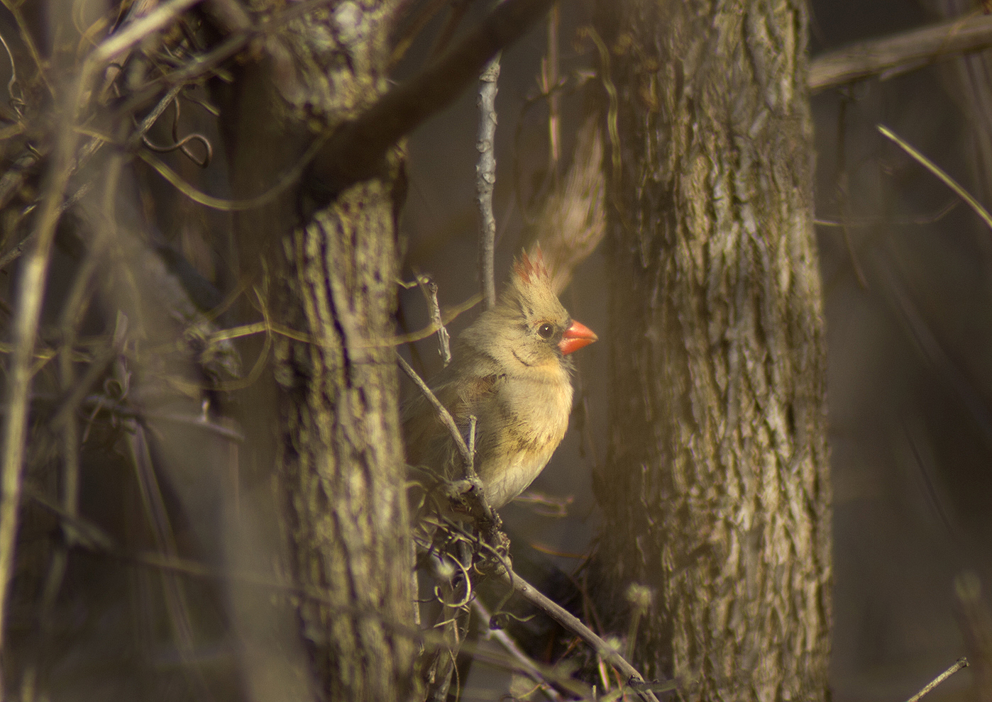 female cardinal120.jpg