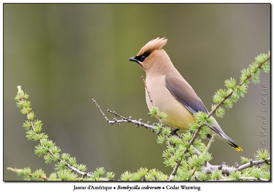 Jaseur dAmrique / Cedar Waxwing