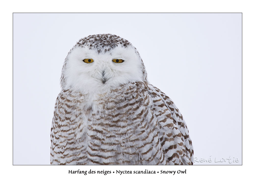 Harfang des neiges<br>Snowy Owl
