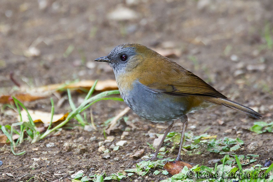 Grive  bec noir<br>Black-billed Nightingale-Thrush<br><i>Catharus gracilirostris</i>