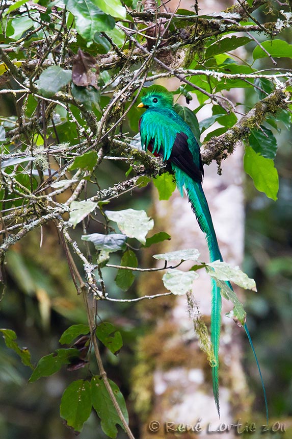 Quetzal resplendissant<br>Resplendant Quetzal<br><i>Pharomachrus mocinno</i>