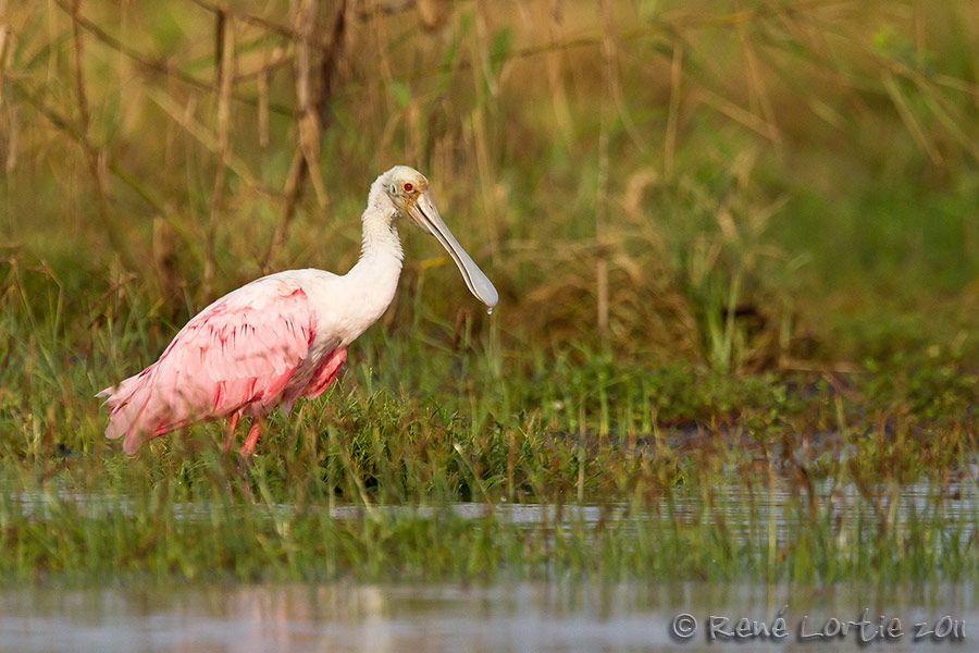 Spatule rose<br>Roseate Spoonbill, <i>Ajaia ajaja</i>