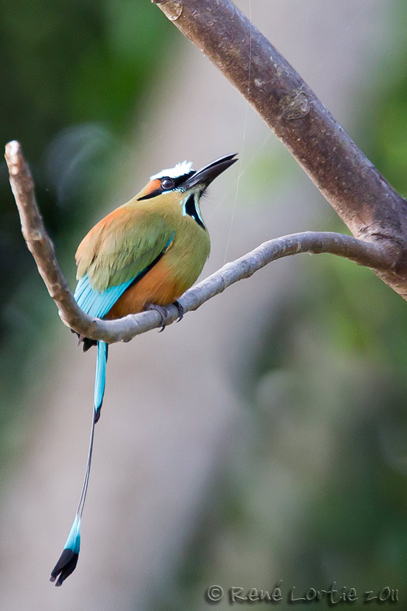 Motmot  sourcils bleus<br>Turquoise-browed Motmot, <i>Eumomota superciliosa</i>