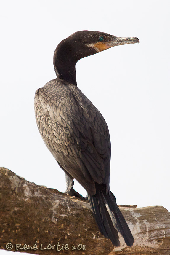 Cormoran vigua<br>Neotropic Cormorant, <i>Phalacrocorax brasilianus</i>