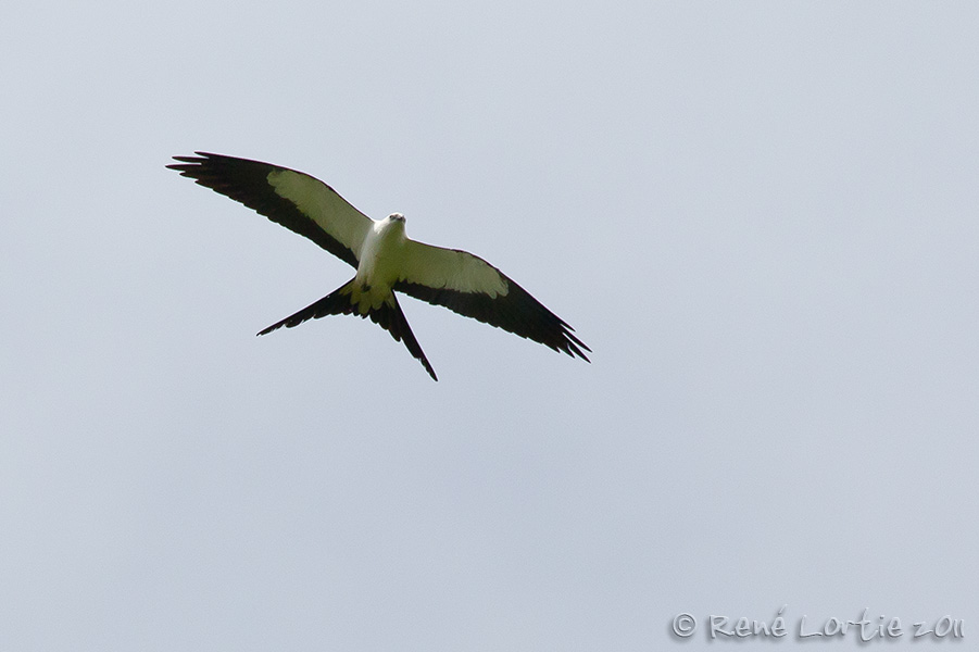 Milan  queue fourchue<br>Swallow-tailed Kite, Elanio tijereta, <i>Elanoides forficatus</i>