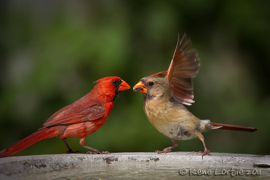 Cardinaux rouges<br>Northern Cardinals
