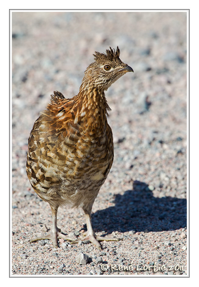 Glinotte huppe<br>Ruffed Grouse