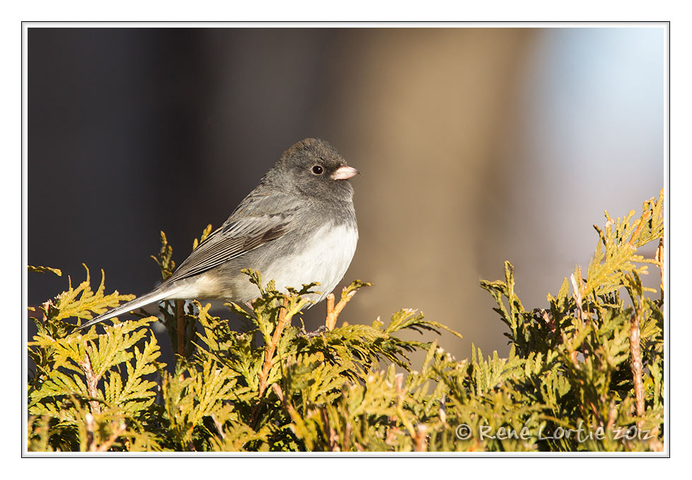 Junco ardois<br>Dark-eyed Junco