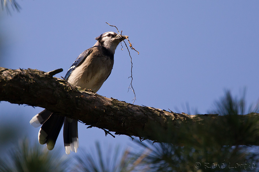 Geai bleu<br>Blue Jay