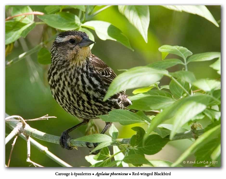 Carouge  paulettes / Red-winged Blackbird