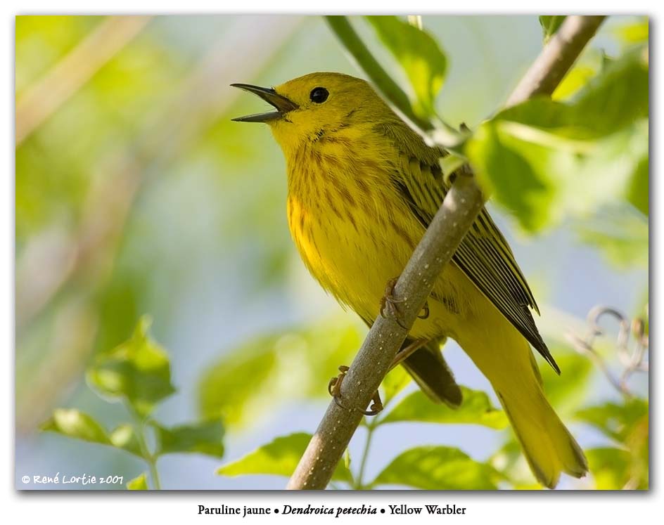 Paruline jaune / Yellow Warbler