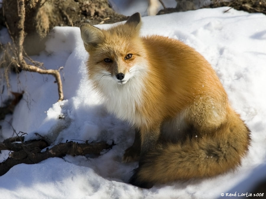 Renard roux / Red Fox