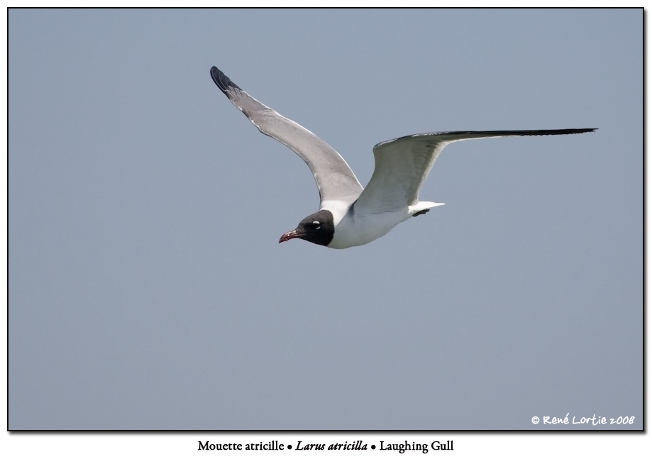 Mouette atricille / Laughing Gull