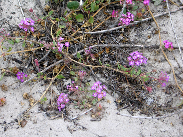 Tiny flowers blooming in sand and mist
