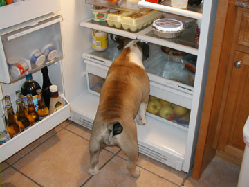 Prada refrigerator 2.jpg