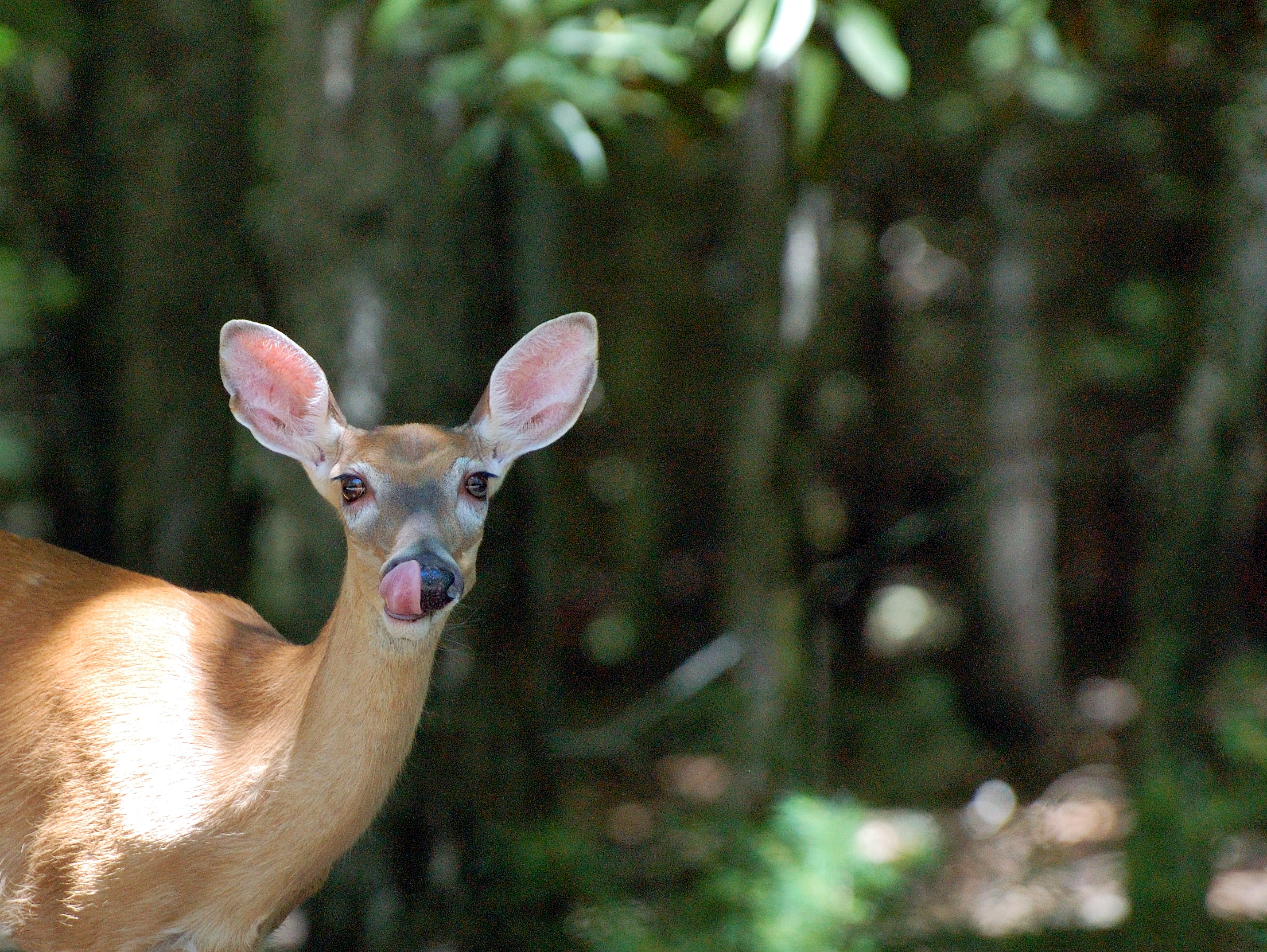 Deer at Stone Mnt.jpg