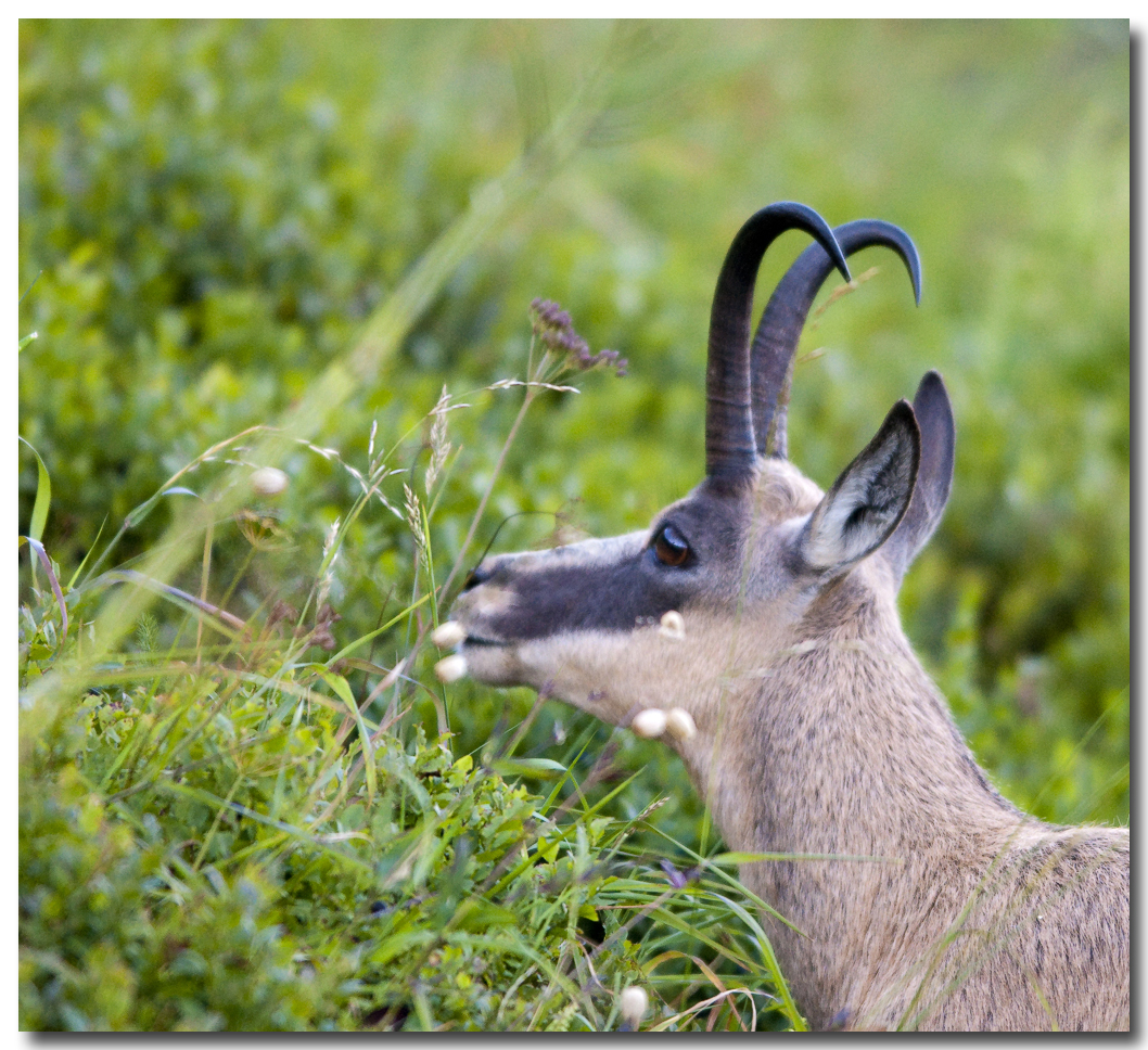 Chamois du Hohneck (Hautes Vosges)