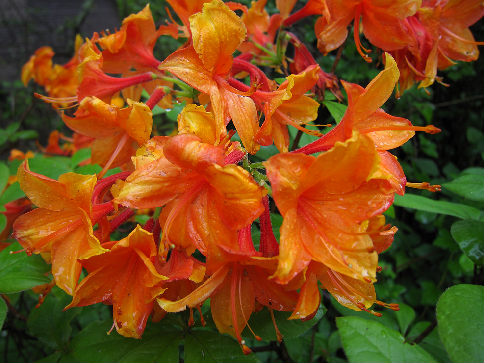 Azalea