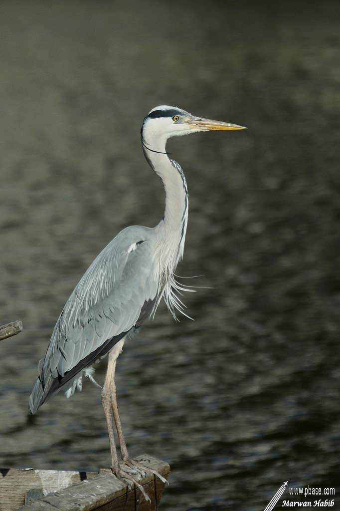 Grey heron / Hron cendr