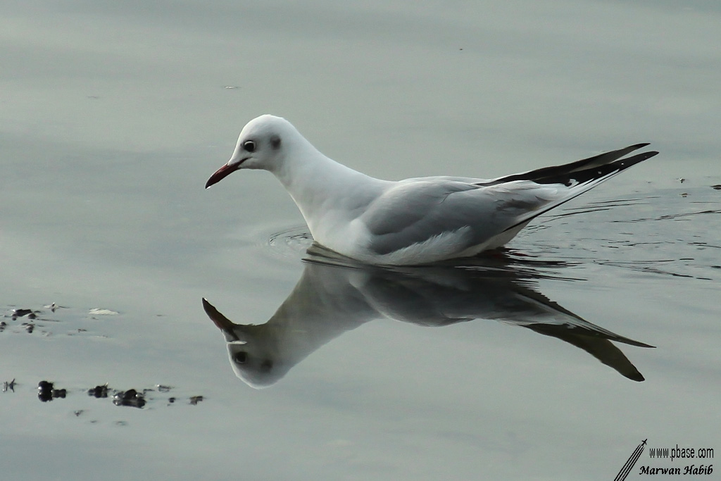 Seagull / Mouette