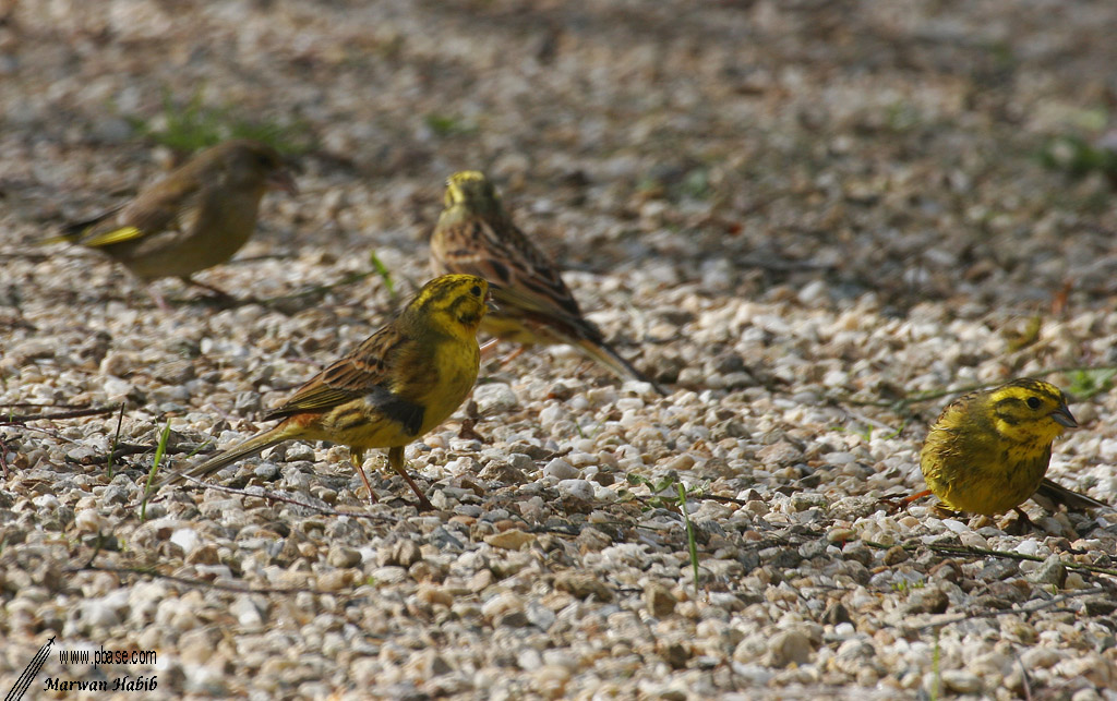 Yellowhammer / Bruant jaune (Emberiza citrinella) & Greenfinch / Verdier dEurope (Carduelis chloris)