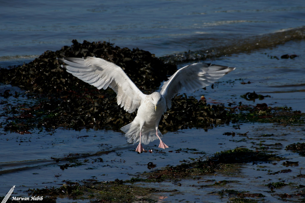 Seagull / Mouette