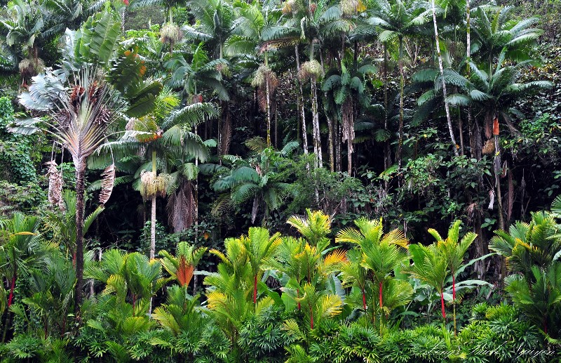 variety of palm trees