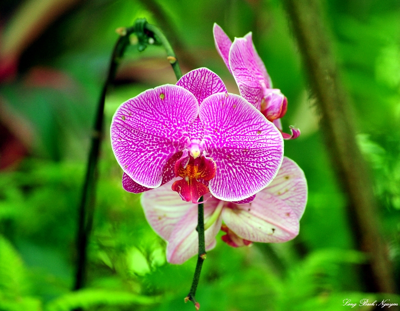 Orchid, Hawaii Tropical Botanical Garden, Hawaii