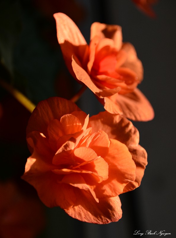 Orange Begonia  