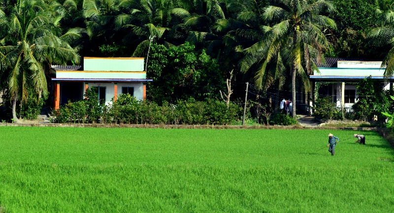tending rice field, Near An Thanh, Vietnam 