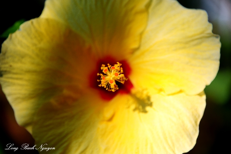 yellow hibiscus, Big Island, Hawaii  