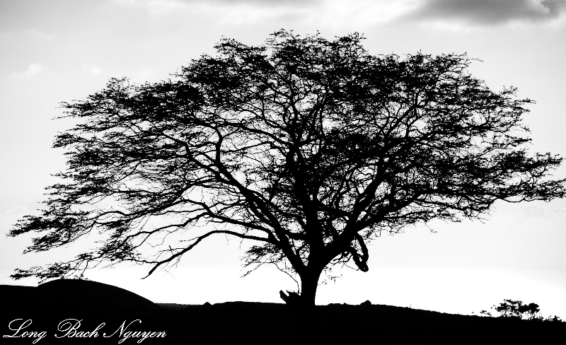 tree, Waikaloa, Big Island, Hawaii 