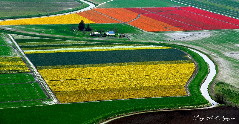 life as tulip  farmer, La Conner, Washington 