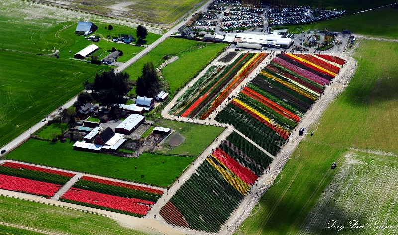 Tulip Town, Garden Center, Mt Vernon, WA  