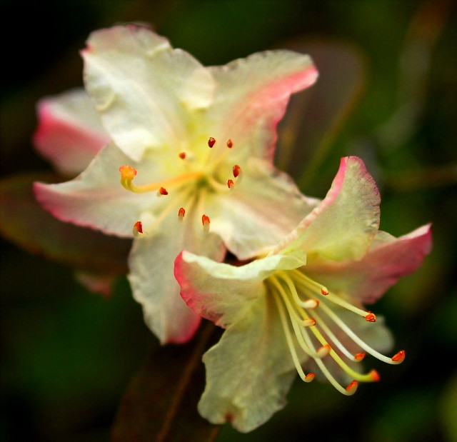 yellow rhodies