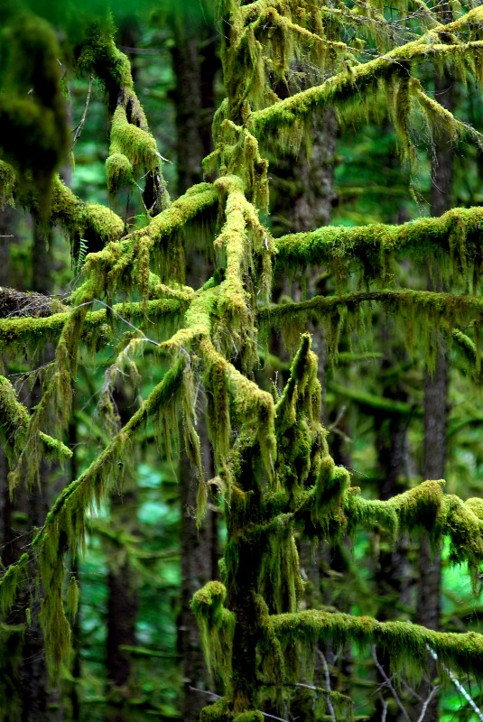 hanging moss