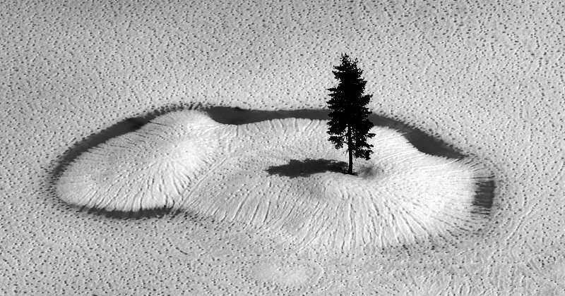 lone tree in frozen lake