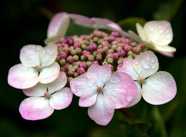 hydrangea