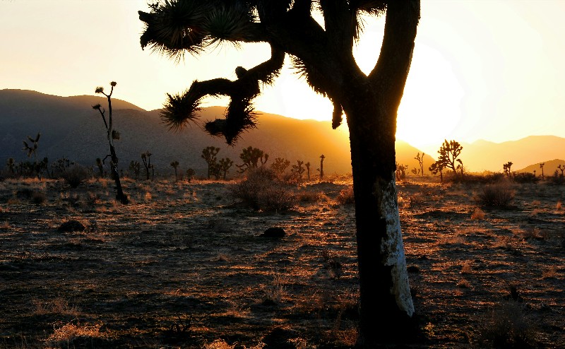 life at Joshua Tree