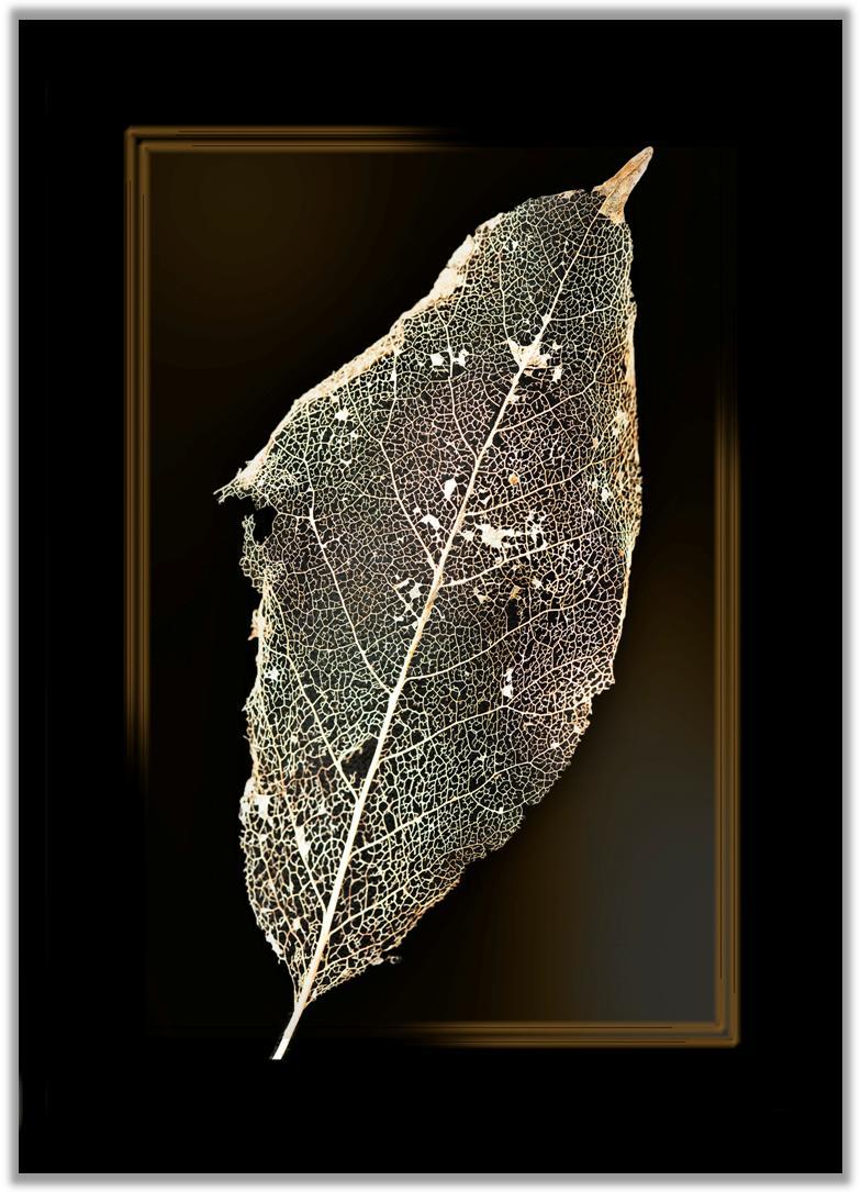 macro-leaf1.JPG