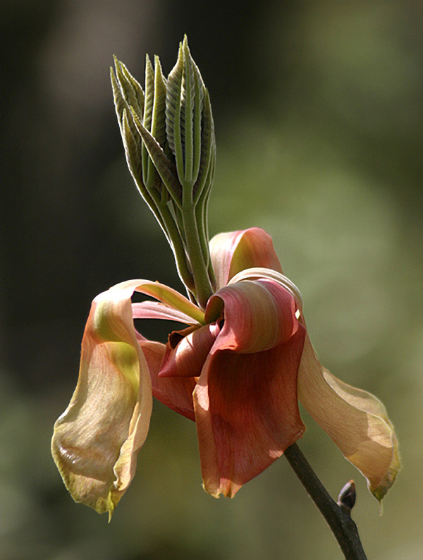 Tree Bud