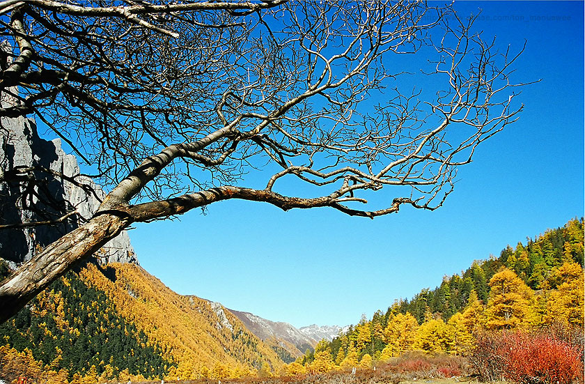 In October, red, yellow and green trees form a dazzling autumn vista at Yading Nature Reserve Park.
