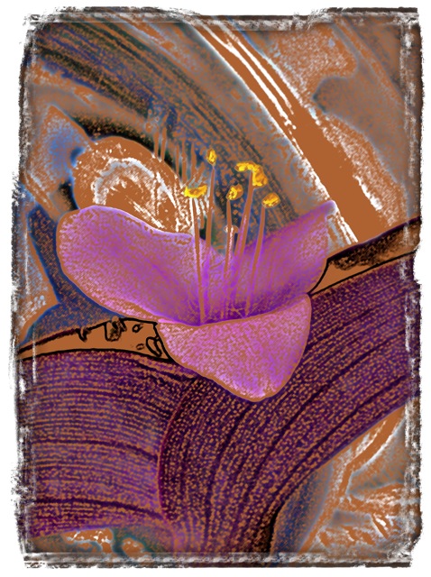 Purple Blossom 809.jpg