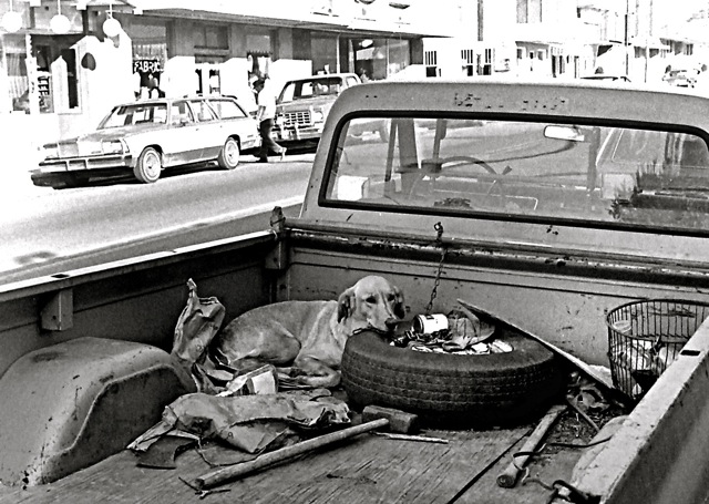 Unlucky Dog