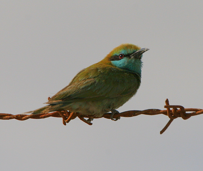 Little Green Bee-eater